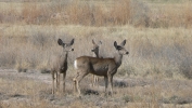 PICTURES/Bosque del Apache Wildlife Center/t_Deer.JPG